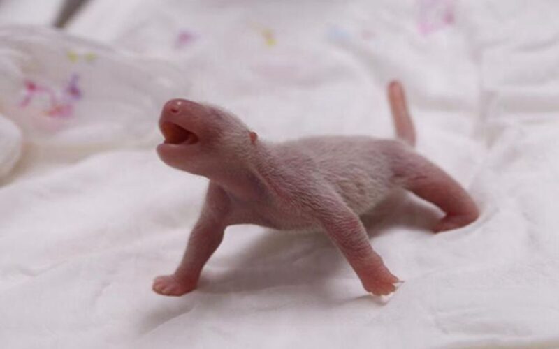 Chengdu downtown essences private day tour - An In-Depth Look at Chengdu’s Highlights