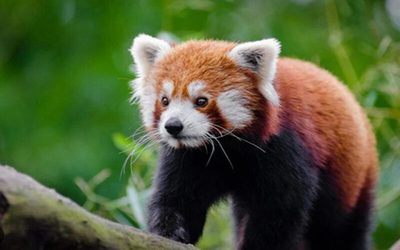 Chengdu downtown essences private day tour - Frequently Asked Questions