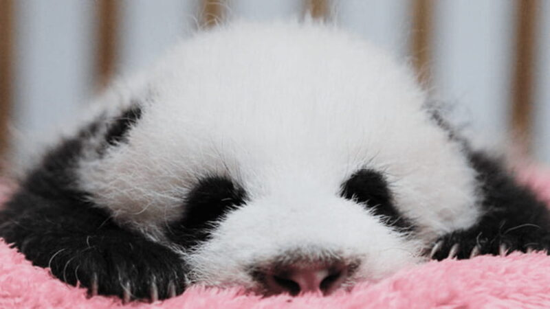 Chengdu: Giant Panda Base Reservation and Entry - Why Choose the Chengdu Giant Panda Base Tour?