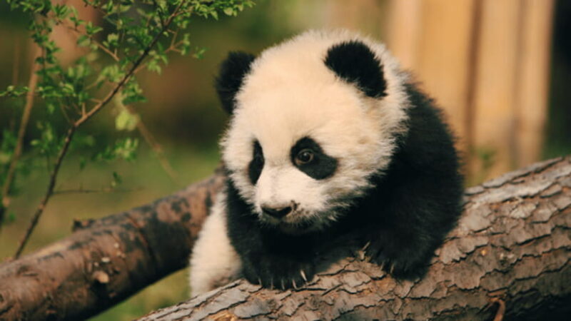 Chengdu: Giant Panda Base Reservation and Entry - Practical Details & Tips for Visitors