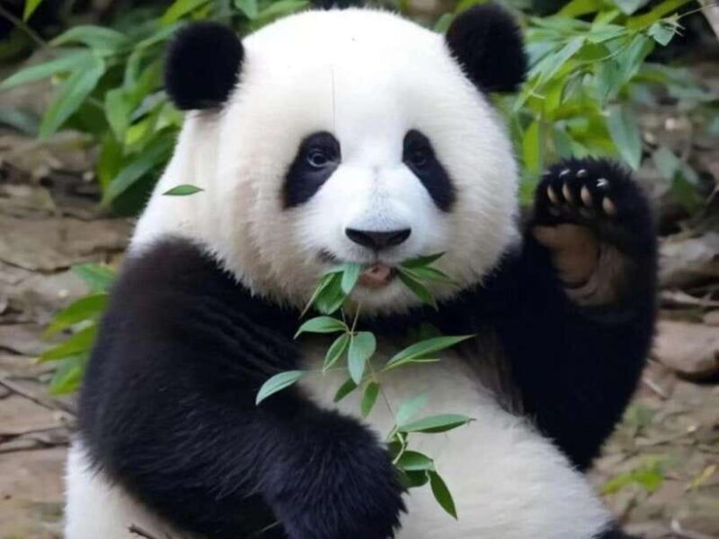 Chengdu: Giant Panda Base, Sanxingdui Museum, and Opera Tour - Exploring Chengdu’s Cultural Gems: Pandas, Ancient Treasures, and Opera