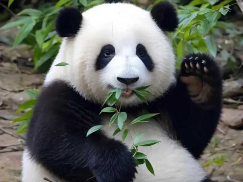 Chengdu: Giant Panda Base, Sanxingdui Museum, and Opera Tour - FAQ