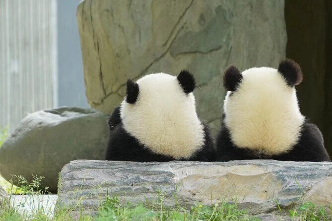 Chengdu Giant Panda Breeding Research Base Ticket - A Practical Guide to Visiting the Chengdu Panda Base