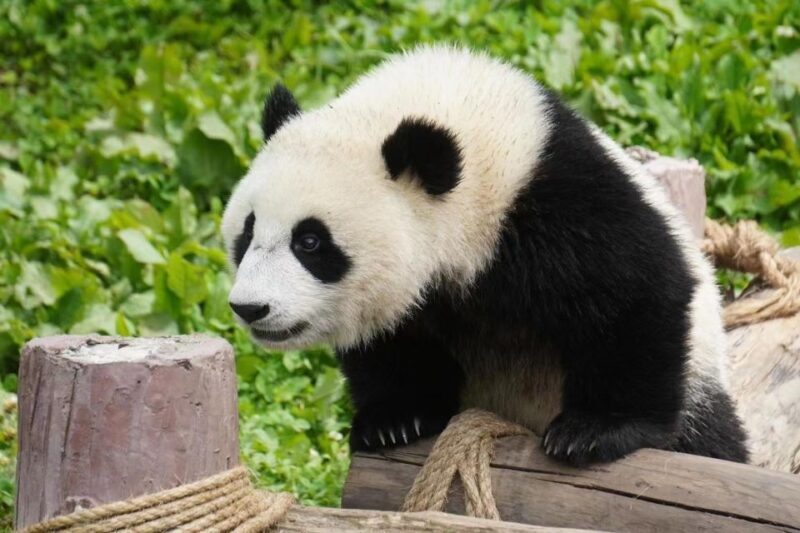 Chengdu: Giant Panda Breeding Research Base Ticket - A Deep Dive into the Panda Experience in Chengdu