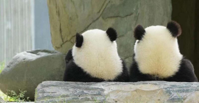 Chengdu: Giant Panda Breeding Research Base Ticket - Final Thoughts: Is This Tour for You?
