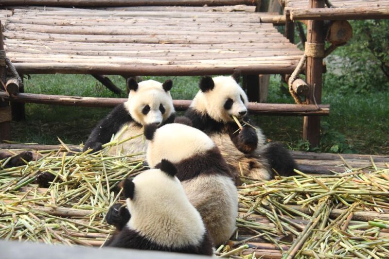 Chengdu: Giant Panda Breeding Research Base Ticket - FAQ