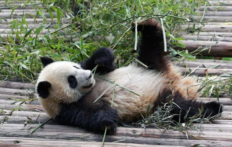 Chengdu Giant Panda: Panda Base or Shenshuping (optional) - Chengdu Giant Panda: Panda Base or Shenshuping (optional)