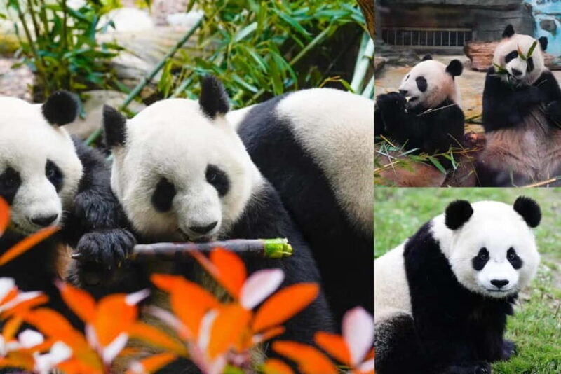 Chengdu Giant Panda: Panda Base or Shenshuping (optional) - Key Points