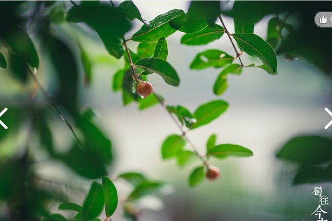 Chengdu Half-Day Cultural Leisure Tour w Personal Photo Shoot - Exploring Chengdu’s Heritage and Life in a Half-Day