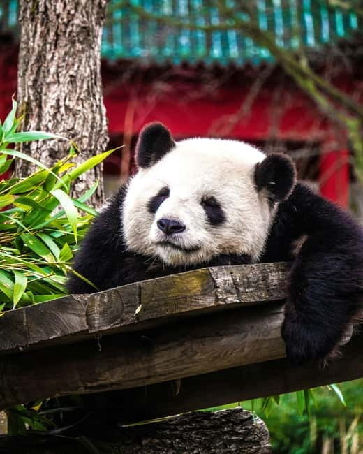 Chengdu: Half-Day Panda Base Tour with Guide Option - Chengdu: Half-Day Panda Base Tour with Guide Option