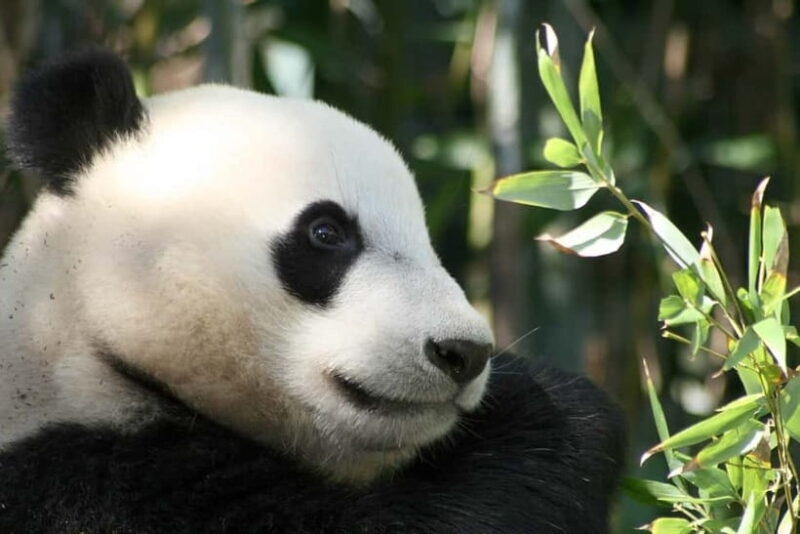 Chengdu: Half-Day Panda Base Tour with Guide Option - Key Points