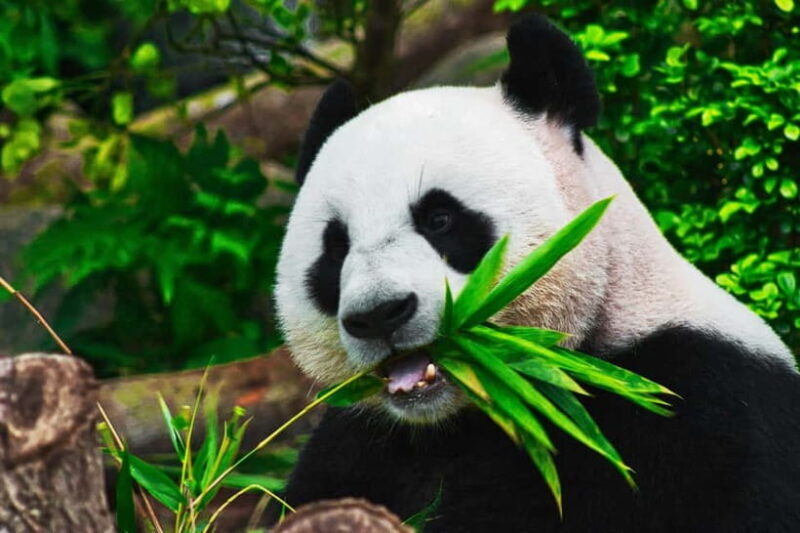 Chengdu: Half-Day Panda Base Tour with Guide Option - Who Will Love This Tour?
