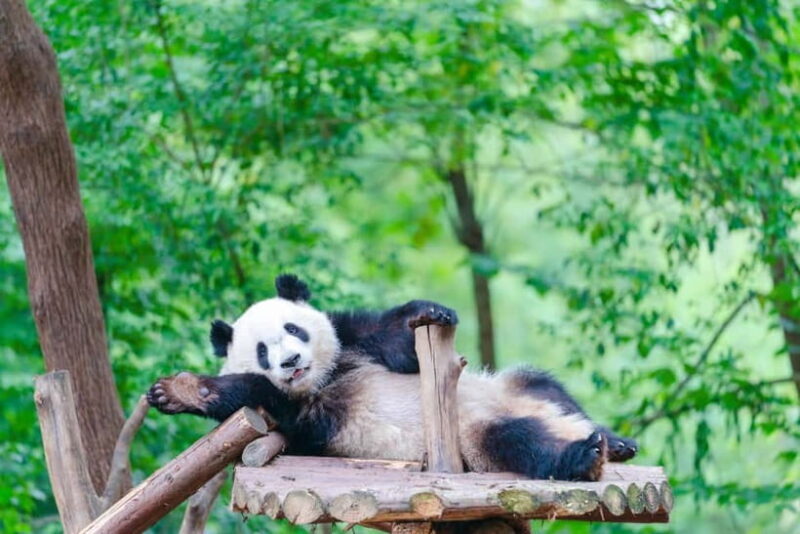 Chengdu: Half-Day Panda Base Tour with Guide Option - FAQ