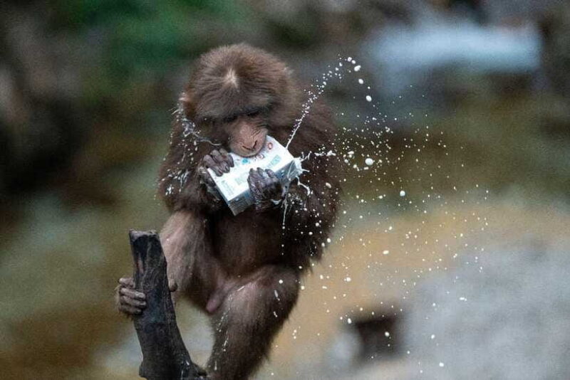 Chengdu: Jiuzhaigou, Dujiangyan, and Emeishan 9-Day Tour - FAQ