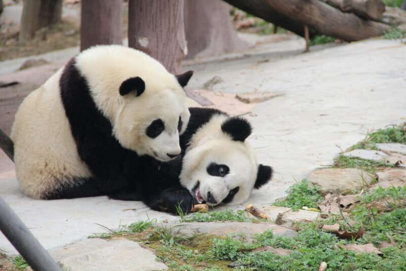 Chengdu: Leshan Buddha Optional Tours w/ Transfer or Guide - Exploring Chengdu’s Leshan Giant Buddha: A Personal Tour Experience