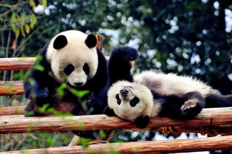 Chengdu: Panda Base and Leshan Giant Buddha Day Tour - Key Points