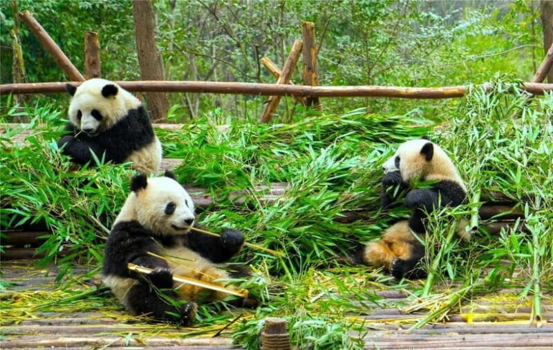 Chengdu Panda Base and Luodai Ancient Town One-Day Tour - A Deep Dive into the Tour Experience