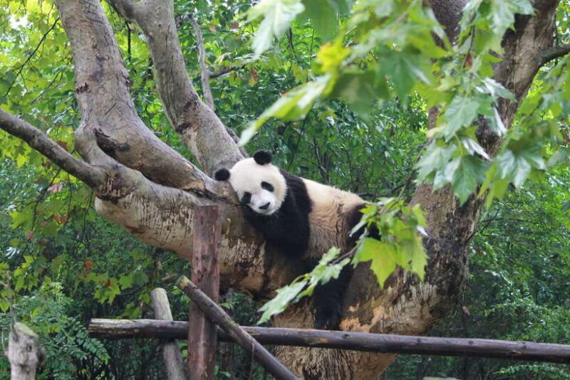 Chengdu: Panda Base Half Day Group Tour - Chengdu: Panda Base Half Day Group Tour