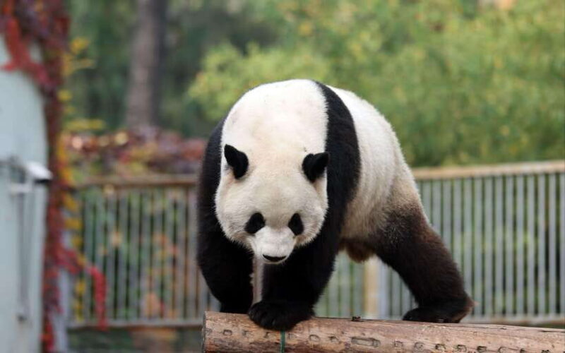 Chengdu: Panda Base Half Day Group Tour - Who Is This Tour Best For?