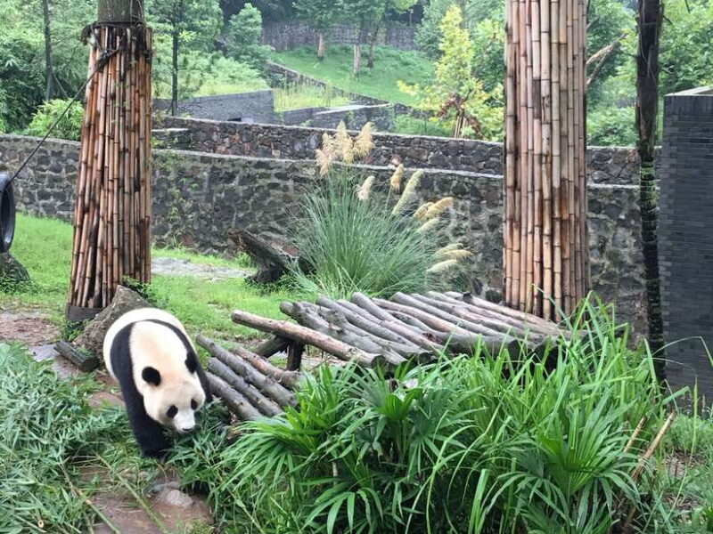 Chengdu: Panda Base Half Day Group Tour - FAQ