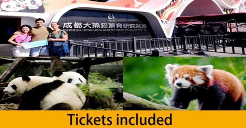 Chengdu panda base half day tour - An Authentic Panda Encounter in Chengdu