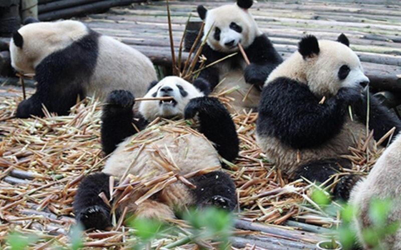 Chengdu panda base half day tour - Key Points