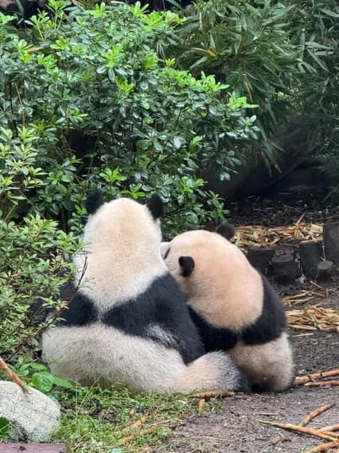 Chengdu: Panda Base/Leshan Buddha/Emei/City Day Tour-Options - Key Points