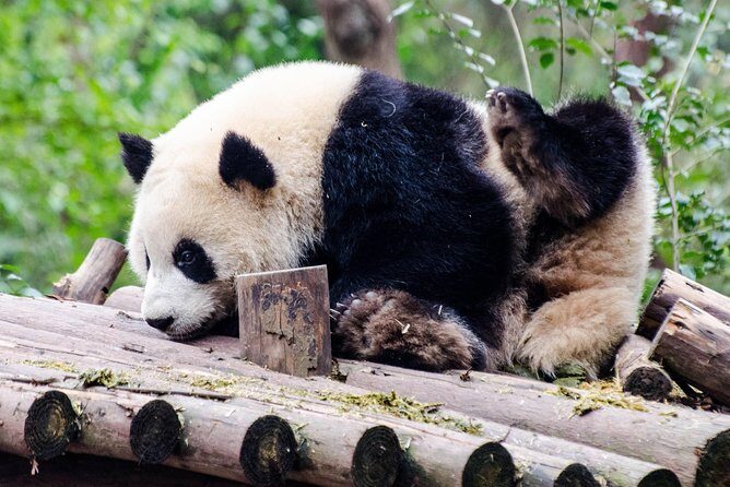 Chengdu: Panda Base Leshan Buddha English-guided Group Tour - What’s on the itinerary?