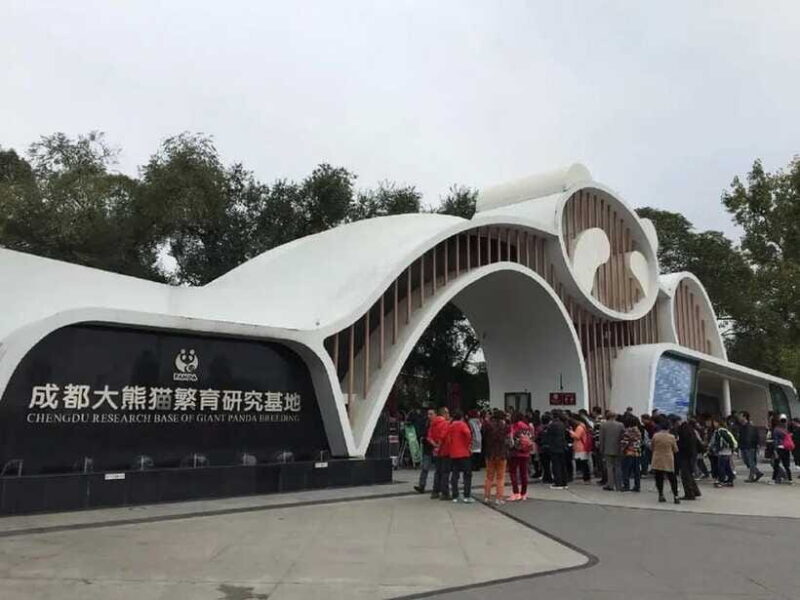 Chengdu: Panda Base Tour/Ticket Only Option - The Value of a Ticket-Only Visit