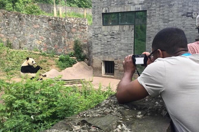 Chengdu Panda Breeding Base Ticket w/ Optional Transfer or Guide - Who Will Love This Tour?