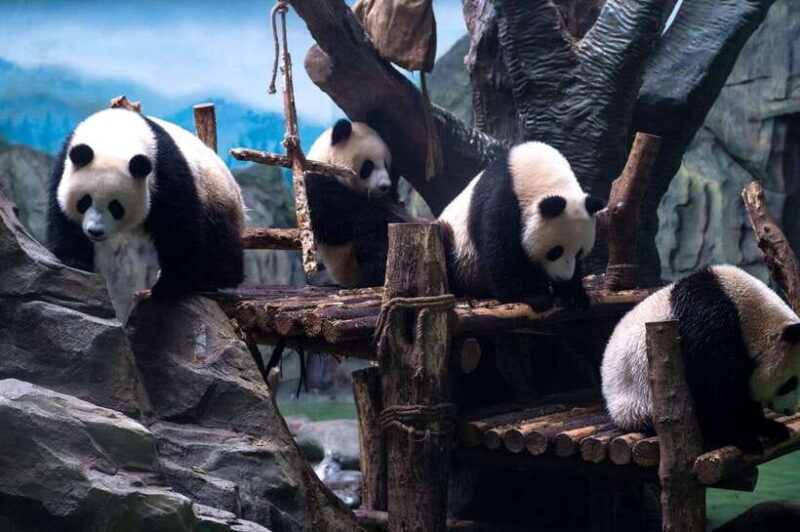 Chengdu: Panda Breeding Base Tickets Booking - Exploring Chengdu Panda Base: A Practical Travel Guide