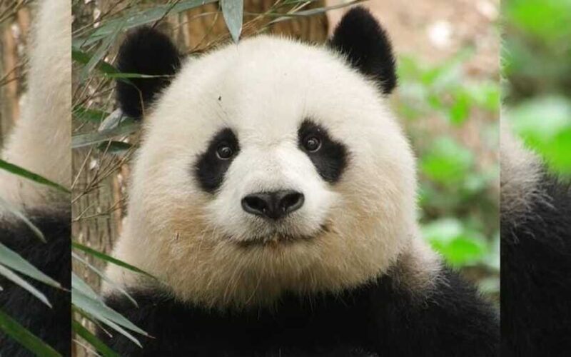 Chengdu: Panda Breeding Base Tickets Booking - FAQ