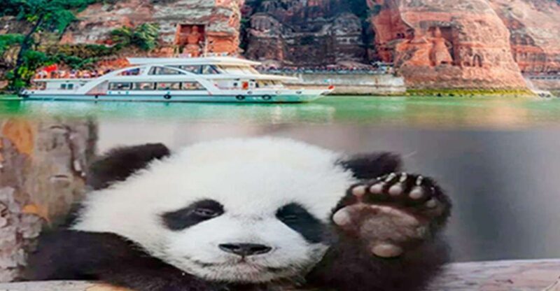 Chengdu panda & Leshan Buddha One Day Private Tour - Chengdu Panda & Leshan Buddha One Day Private Tour: An In-Depth Review