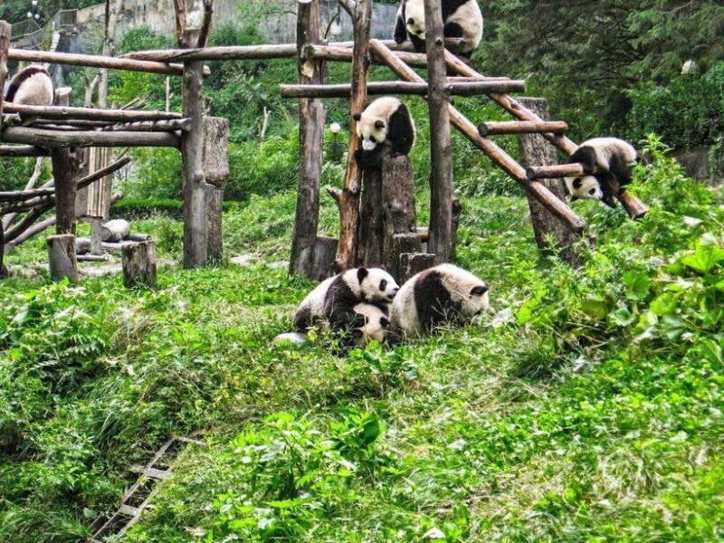 Chengdu: Panda Research Base Ticket or Private Transfer Tour - FAQ