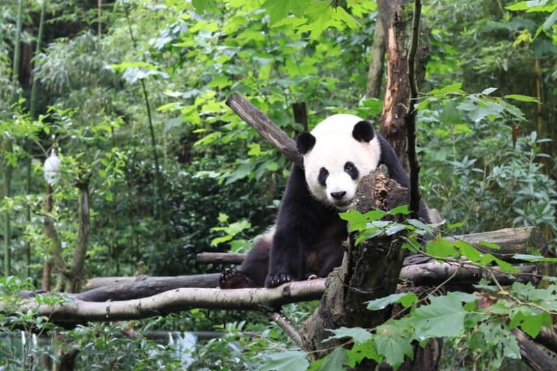 Chengdu: Panda Research Base Ticket or Volunteer Day Trip - Volunteer Day Trips: Getting Hands-On