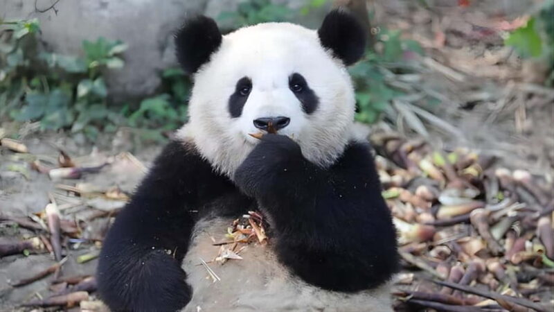 Chengdu: Panda Research Base Ticket or Volunteer Day Trip - Logistics and Practicalities