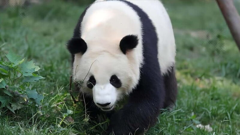 Chengdu: Panda Research Base Ticket or Volunteer Day Trip - What Do Reviews Say?
