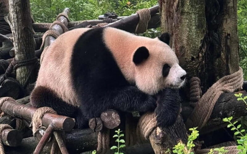 Chengdu Pandas&Dujiangyan Private Tour with Blue Tears - Exploring Chengdu’s Panda Paradise