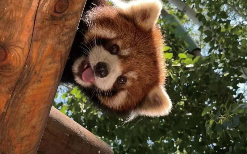 Chengdu Pandas&Dujiangyan Private Tour with Blue Tears - The Historic Dujiangyan Irrigation System