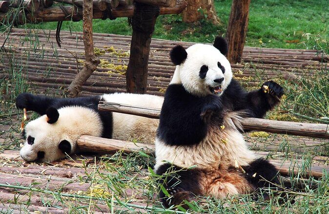 Chengdu Private Day Tour: Du jiang yan Panda Base and Qingcheng Mountain - Engaging Introduction