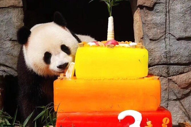 Chengdu Private Day Tour: Du jiang yan Panda Base and Qingcheng Mountain - Who Is This Tour Best For?