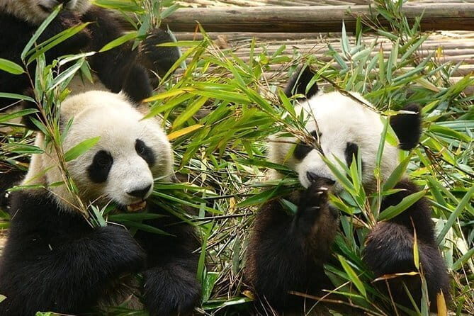 Chengdu Private Day Tour to Emei Mountain with Lunch and Cable Car Ride - FAQ