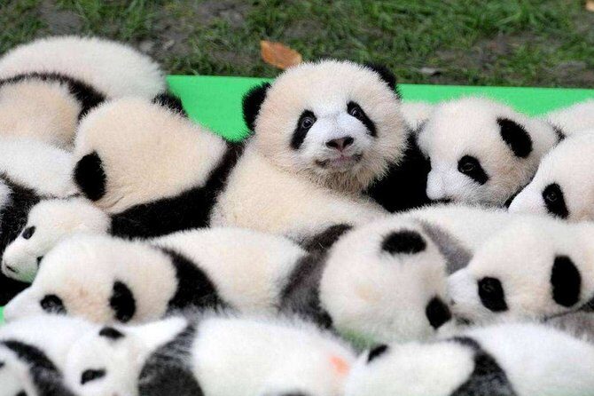 Chengdu Private Day Tour to Panda Base with Optional Volunteer - Why This Tour Offers Excellent Value