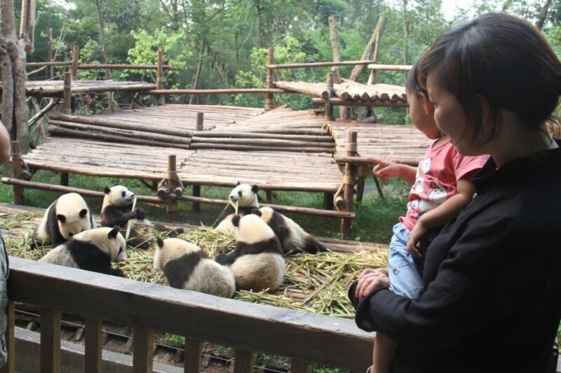 Chengdu: Private Panda Base Tour with 80 Pandas - Final Thoughts: Is It Worth It?