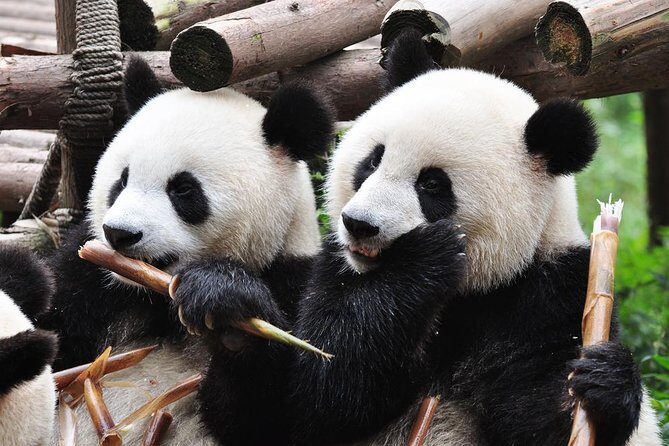 Chengdu Private Sightseeing Tour with Panda Breeding Center Visit - A Deep Dive into Chengdu’s Highlights