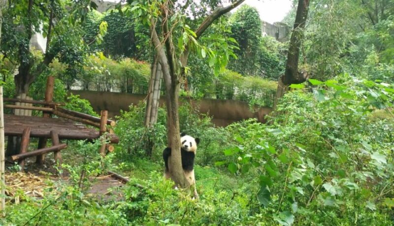 Chengdu Private Tour of Leshan Buddha and Panda Base - Who Should Take This Tour?