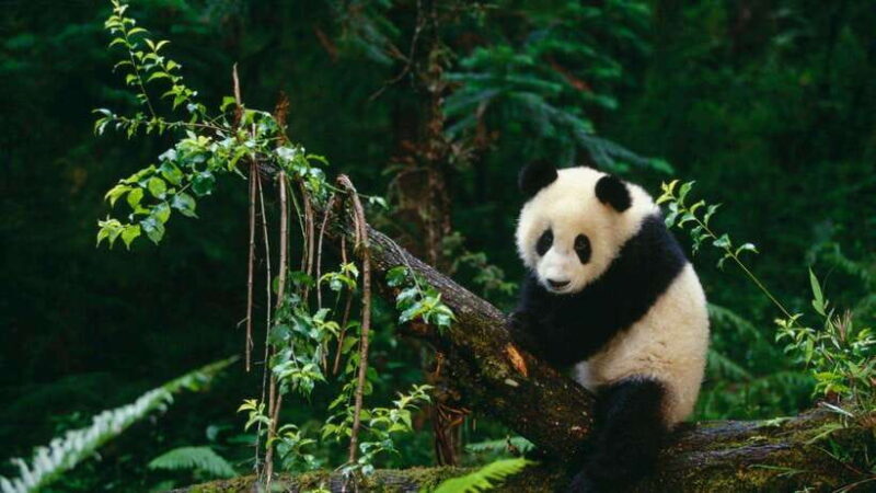 Chengdu: Research Base of Giant Panda Breeding e-Ticket - Key Points