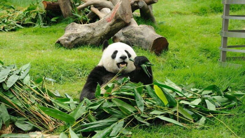 Chengdu: Research Base of Giant Panda Breeding e-Ticket - A Closer Look at the Experience