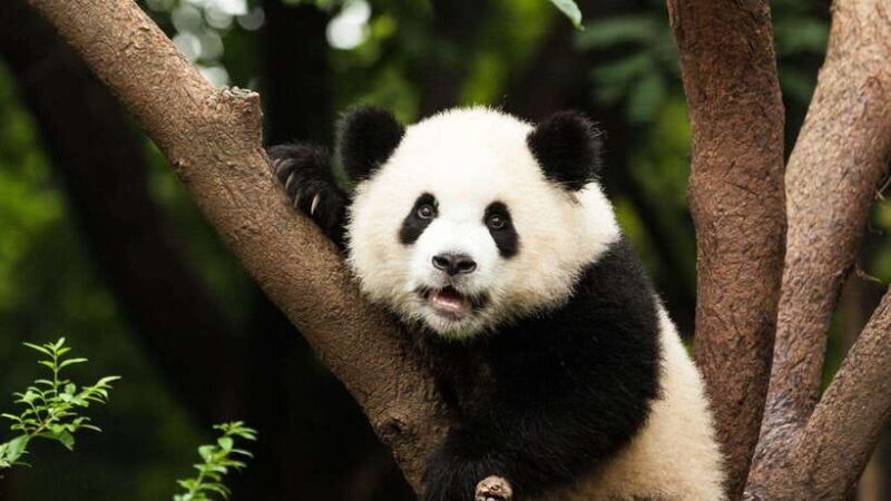 Chengdu: Research Base of Giant Panda Breeding e-Ticket - Practical Tips for Visiting