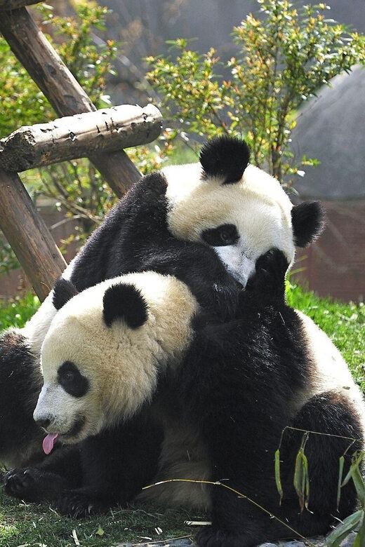 Chengdu: Research Base of Giant Panda Breeding e-Ticket - Who Should Consider This Tour?